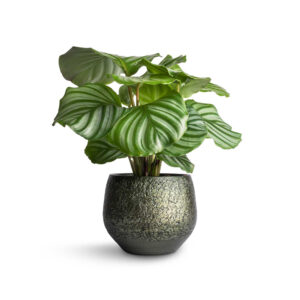 ExoticRarePlants Calathea Orbifolia Ornamental Rare Plant
