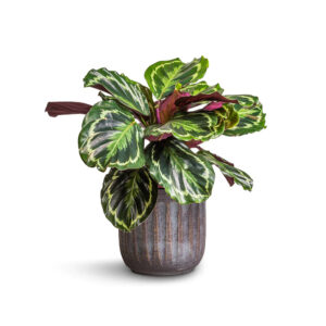 Pedpoudhe Calathea Rospicta Plants