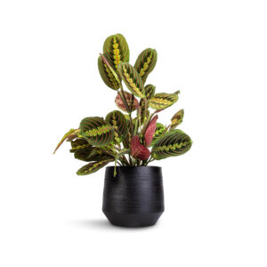Thorsen's Greenhouse Red Prayer Plant