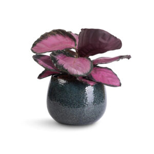 Root Bridges Calathea 'Rosey' Plant